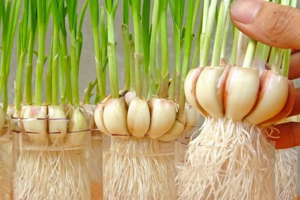 planta alho em casa
